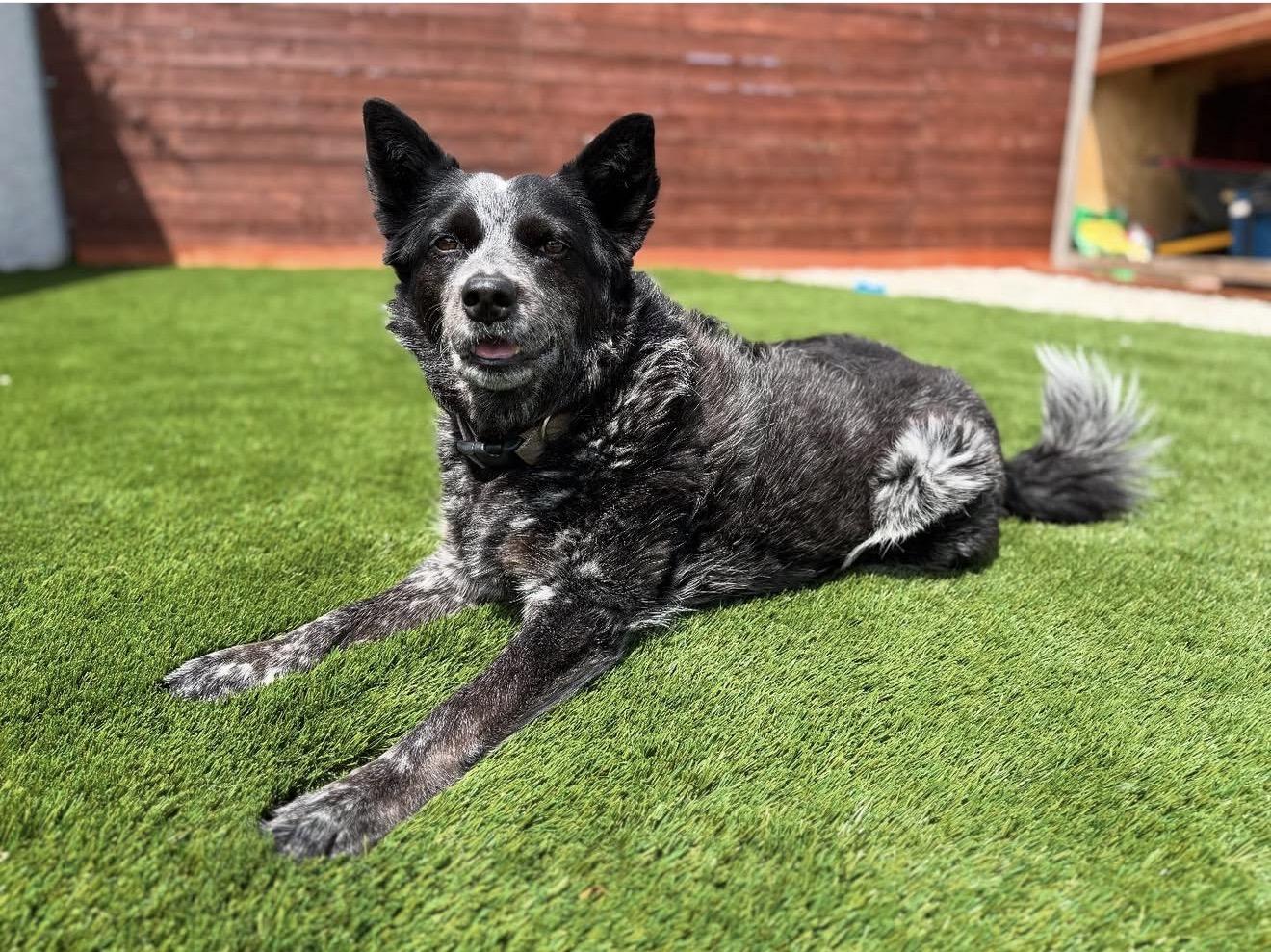 Bruno, Adoptable, Adult Male Australian Cattle Dog / Blue Heeler.