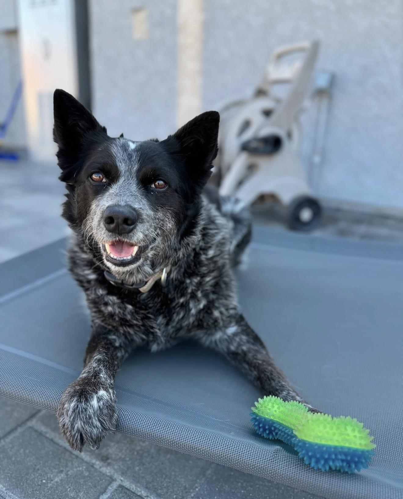 Bruno, a Adoptable Australian Cattle Dog / Blue Heeler in Rough And Ready, CA image 3/4