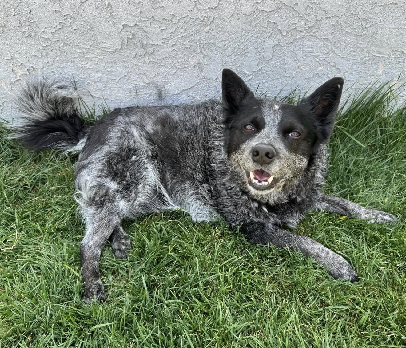 Bruno, a Adoptable Australian Cattle Dog / Blue Heeler in Rough And Ready, CA image 4/4