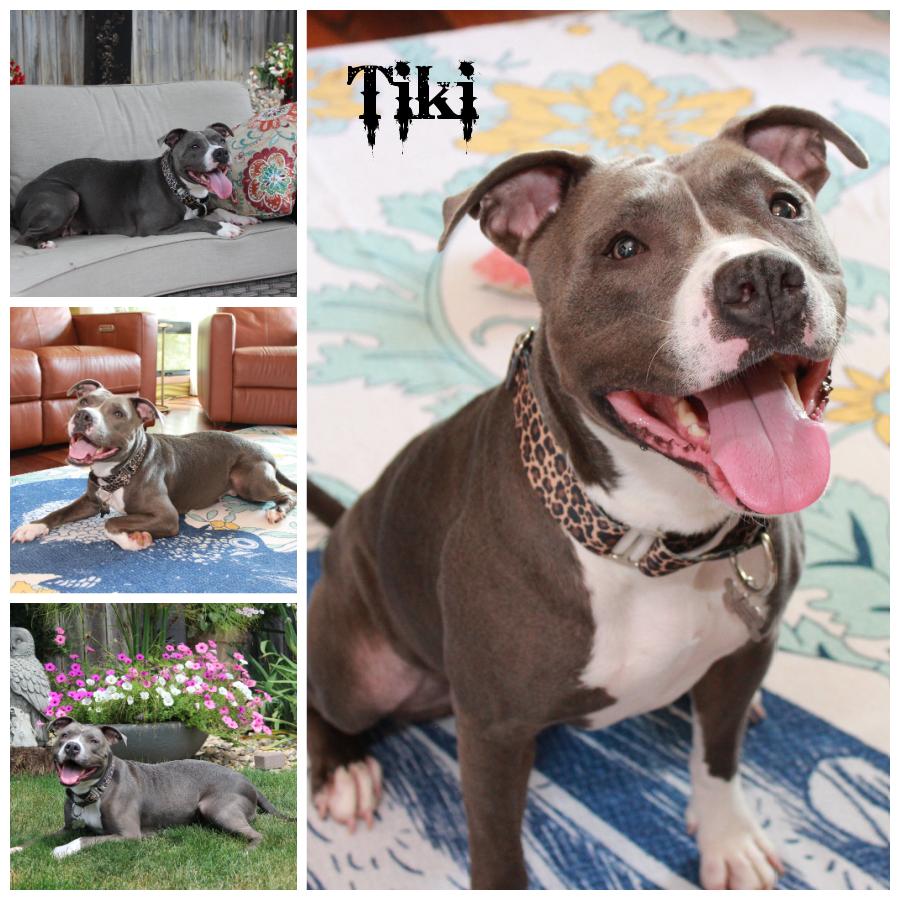 Tiki, Adult Female Terrier