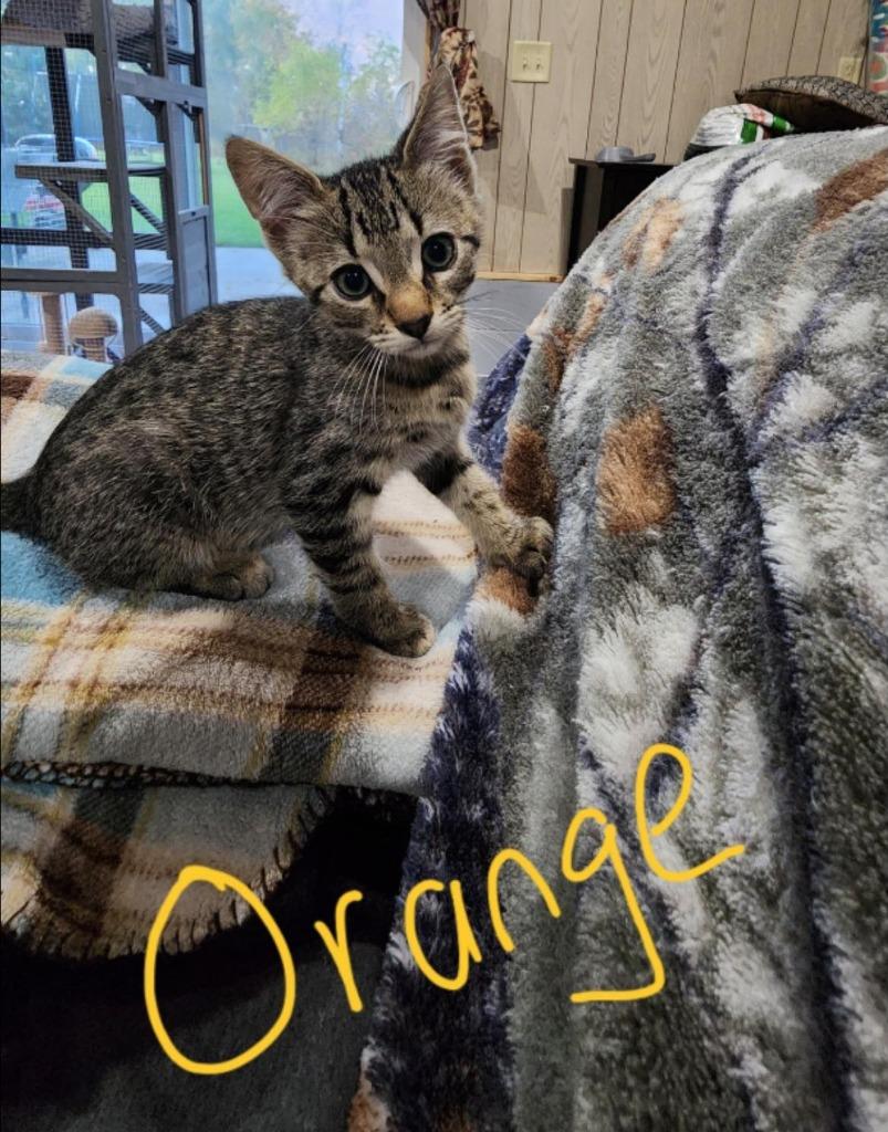 Orange, a Adoptable Domestic Short Hair in Cloquet, MN image 1/2