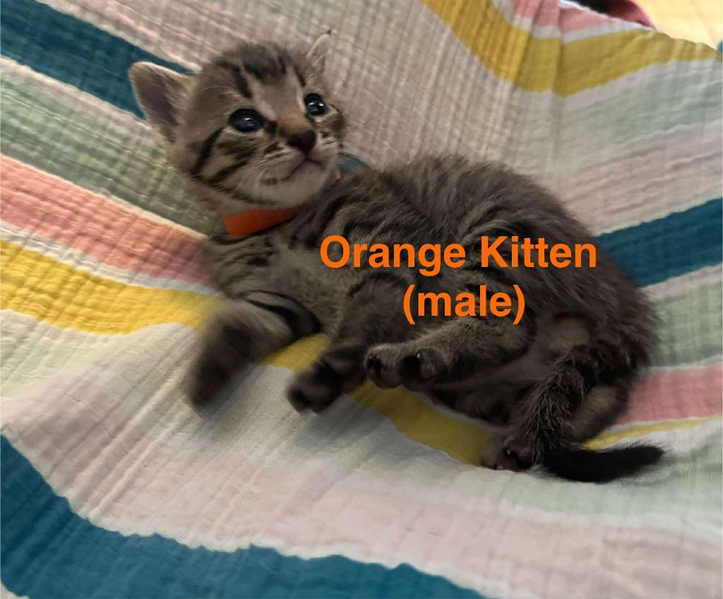 Orange, a Adoptable Domestic Short Hair in Cloquet, MN image 2/2