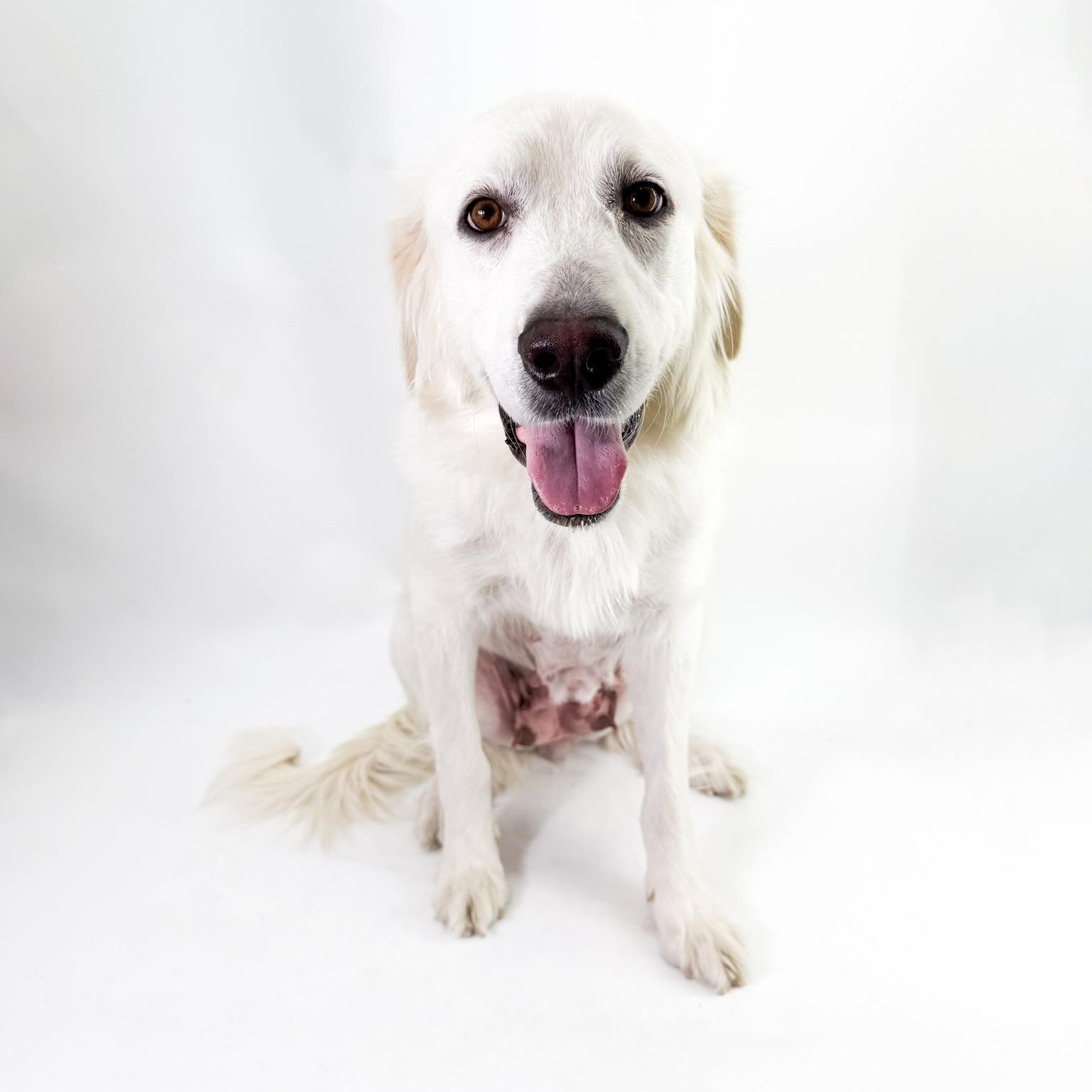 Carly, an adopted Great Pyrenees in Scottsdale, AZ image 1/3