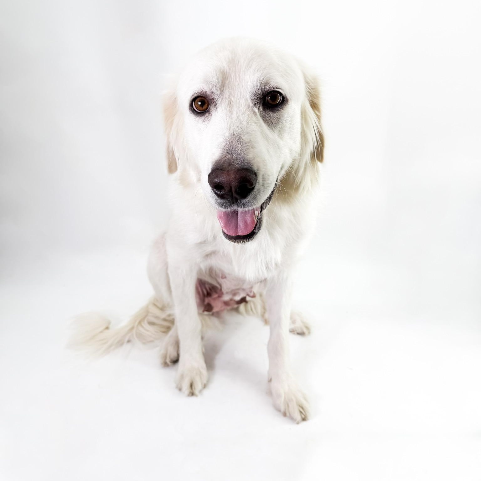 Carly, an adopted Great Pyrenees in Scottsdale, AZ image 3/3