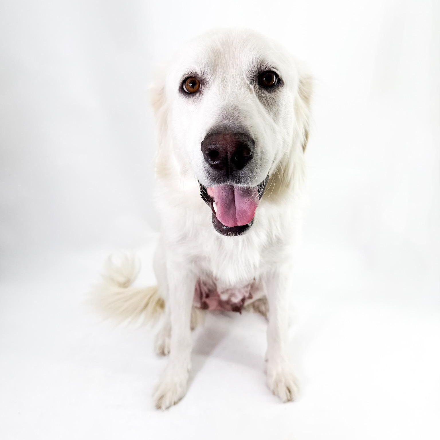 Carly, an adopted Great Pyrenees in Scottsdale, AZ image 2/3