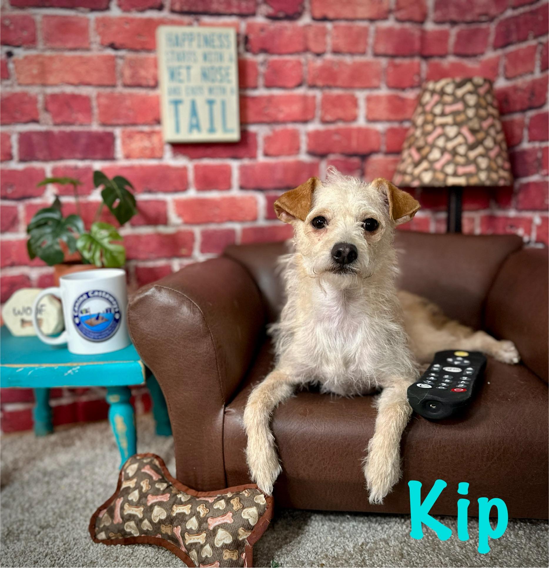 Kip, a Adoptable mixed breed in Arcadia, FL image 1/5