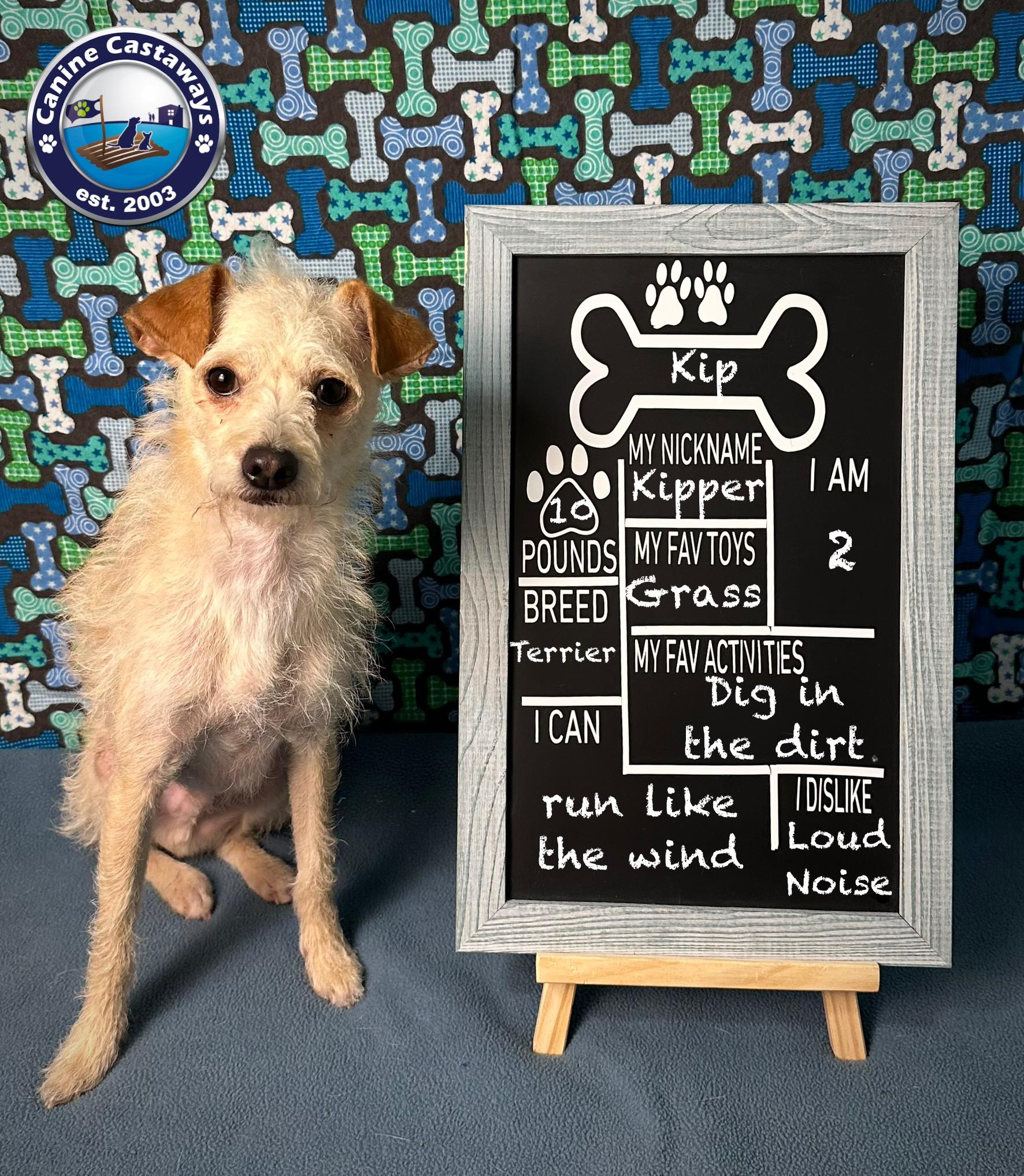 Kip, a Adoptable mixed breed in Arcadia, FL image 5/5