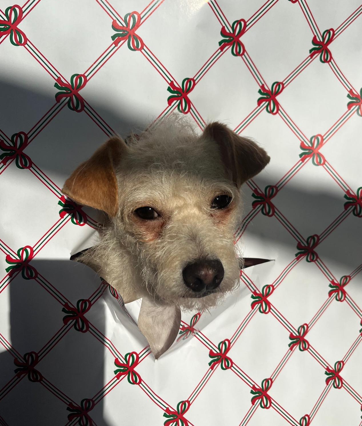 Kip, a Adoptable mixed breed in Arcadia, FL image 5/6