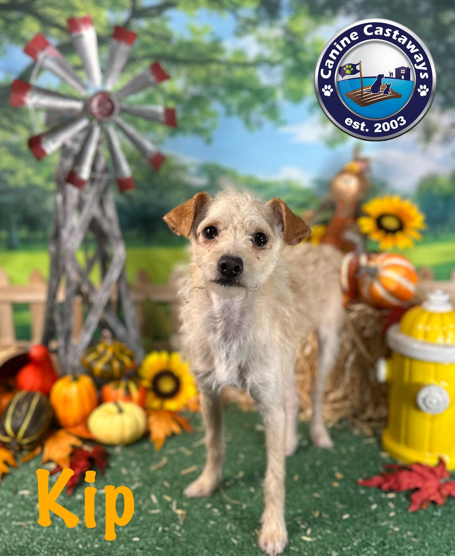 Kip, a Adoptable mixed breed in Arcadia, FL image 3/5