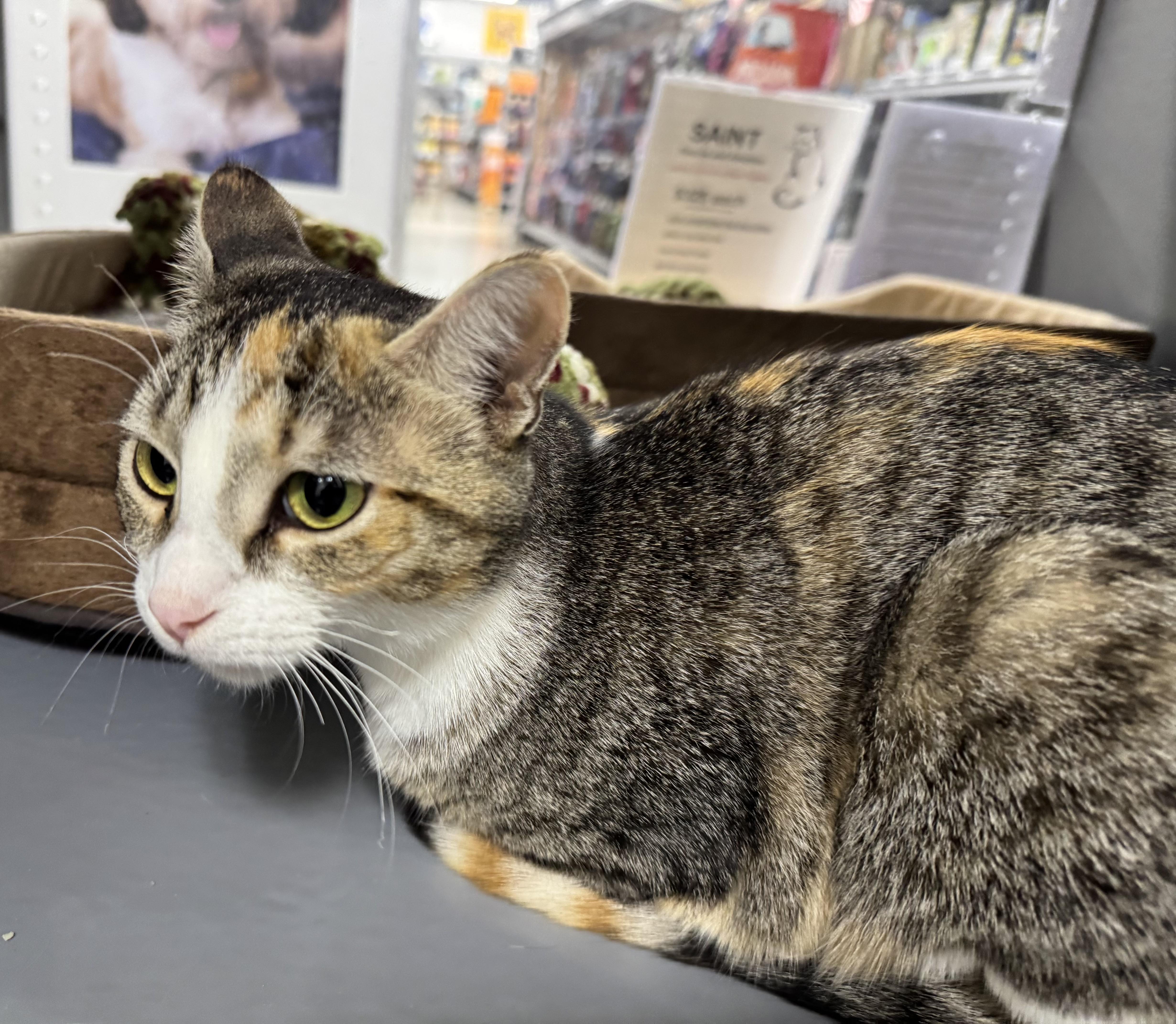 Enlarge Calypso, a Adopted Domestic Short Hair in Pickering, ON image 2/2