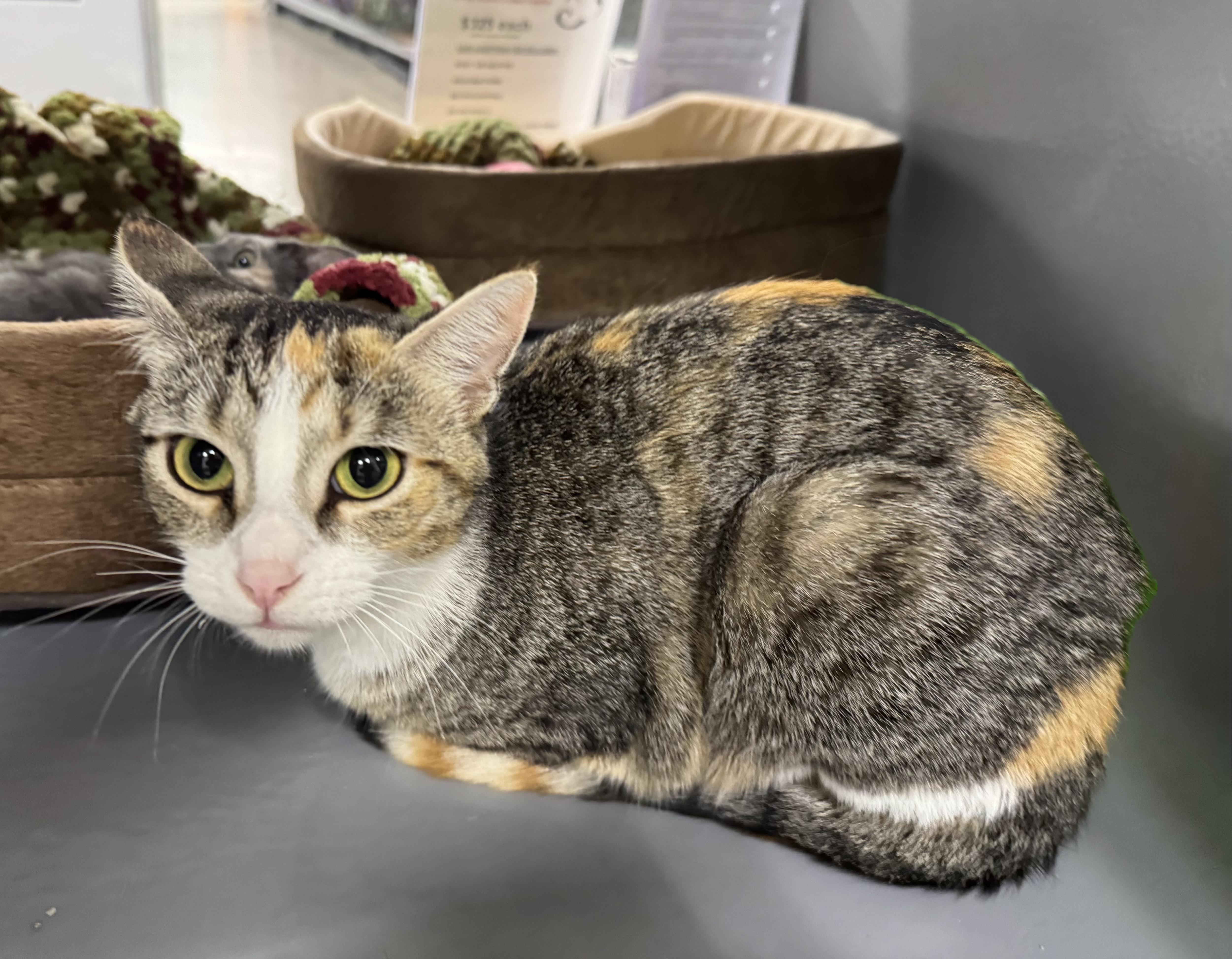 Enlarge Calypso, a Adopted Domestic Short Hair in Pickering, ON image 1/2