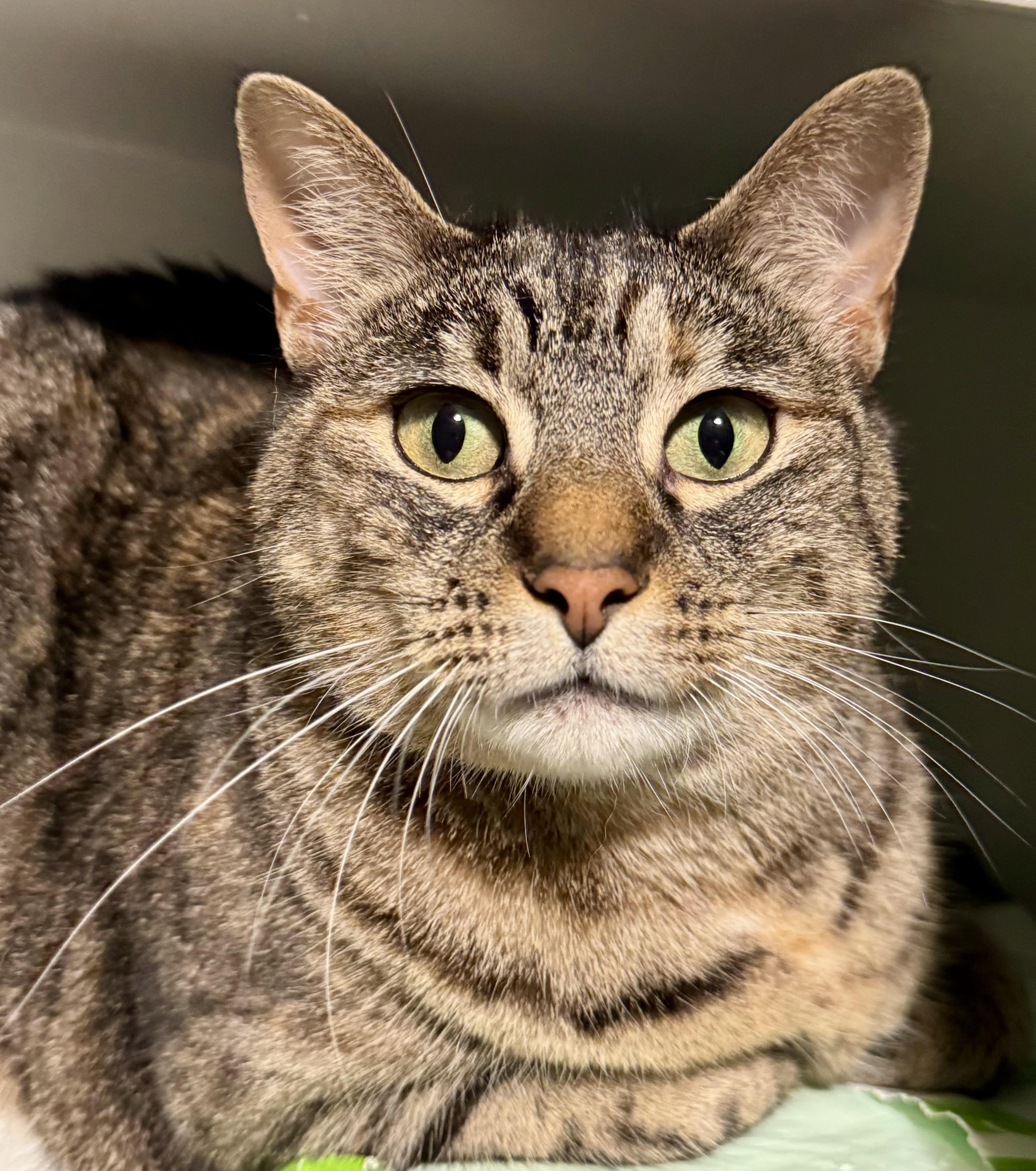 Enlarge Magpie, an adopted mixed breed in St. Clair Shores, MI image 1/3