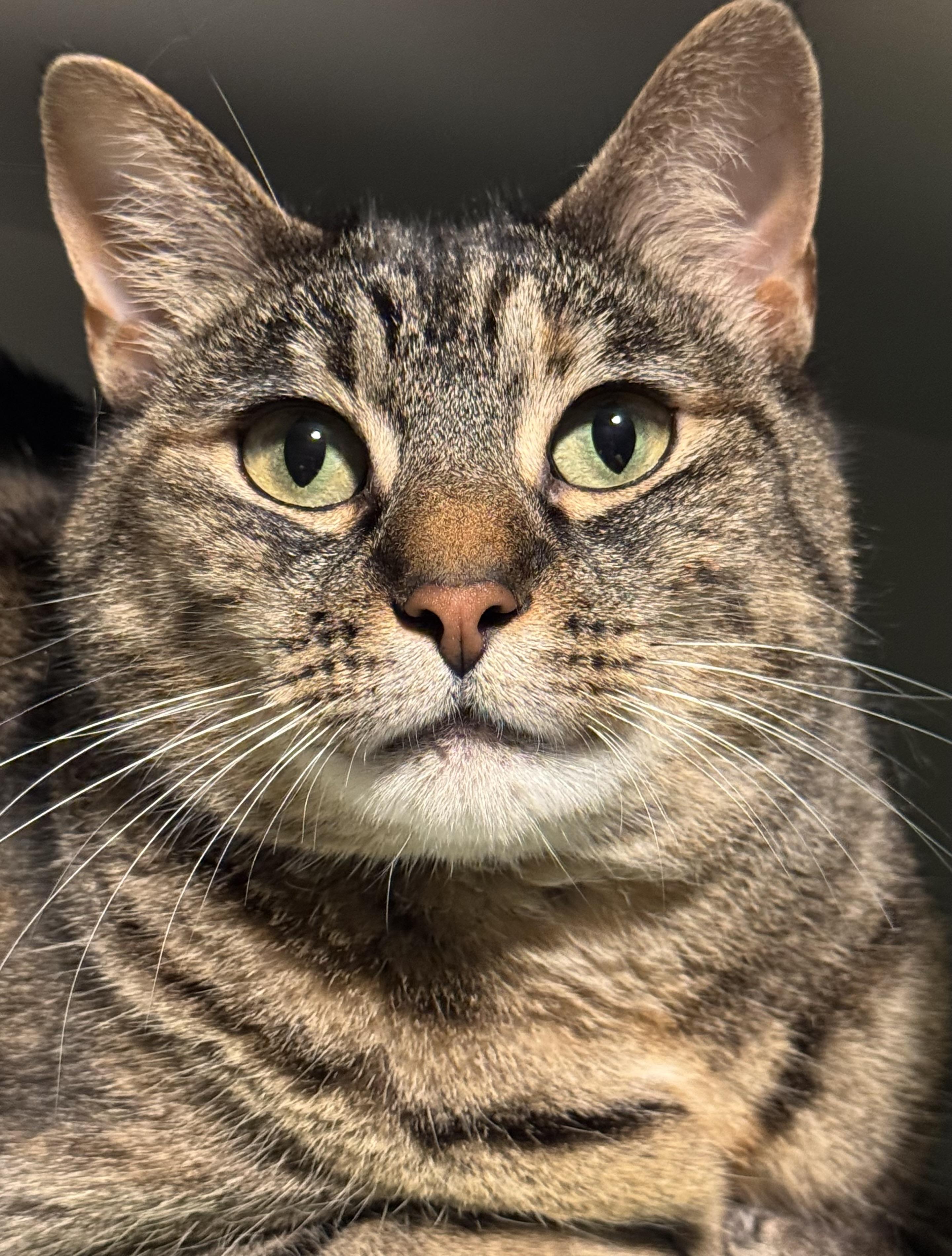 Enlarge Magpie, an adopted mixed breed in St. Clair Shores, MI image 2/3