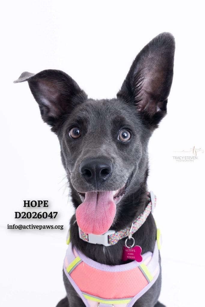 Hope, a Adoptable mixed breed in CONROE, TX image 1/6