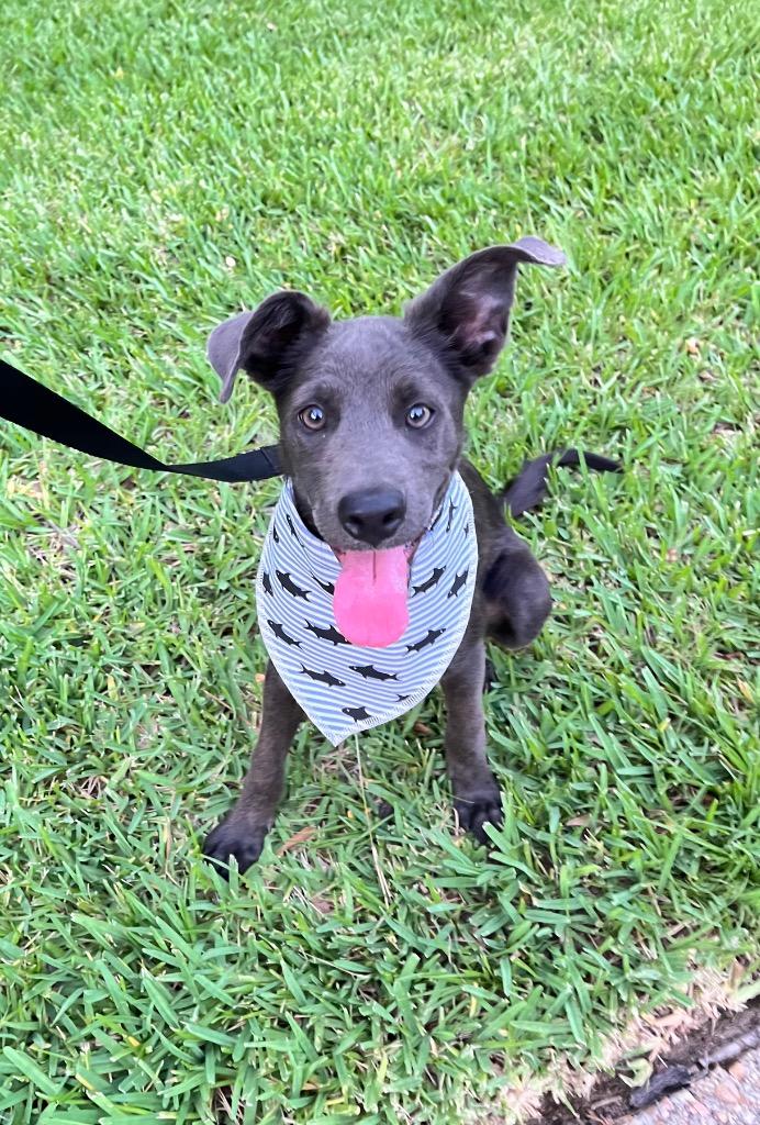 Hope, a Adoptable mixed breed in CONROE, TX image 2/6