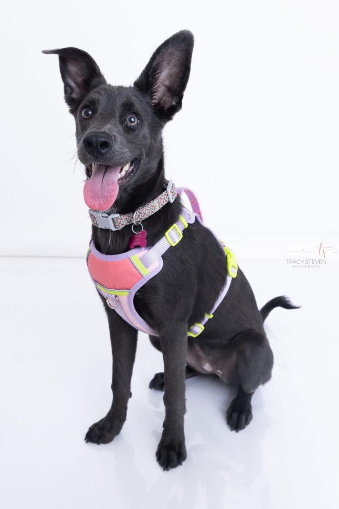 Hope, a Adoptable mixed breed in CONROE, TX image 3/6
