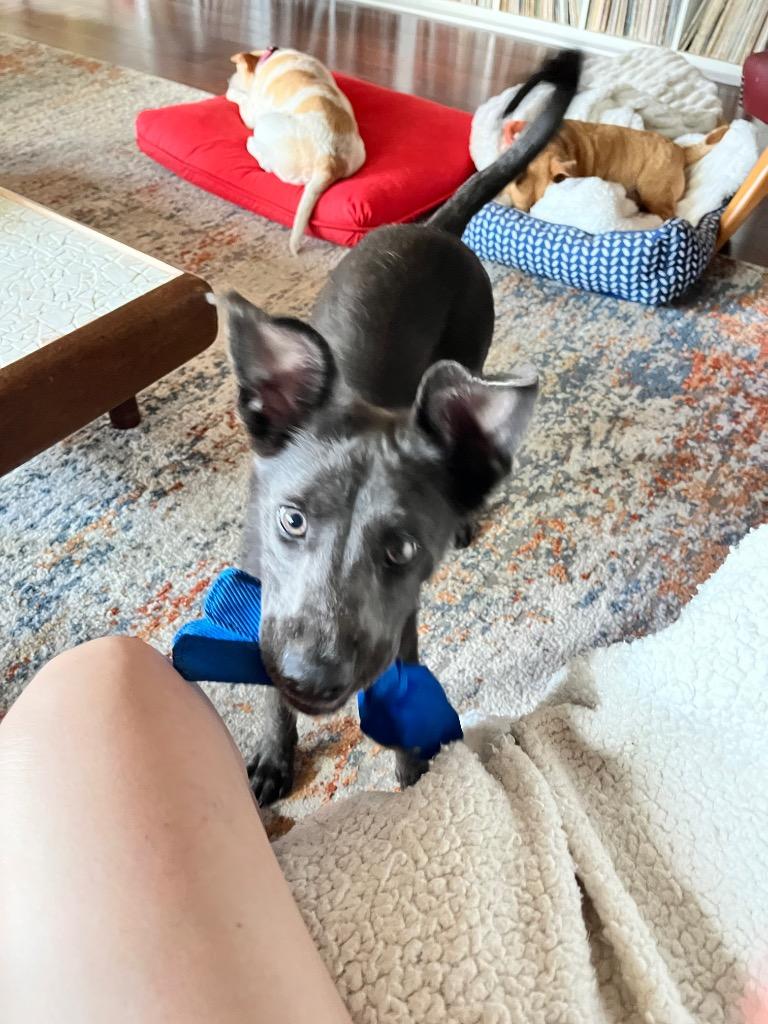 Hope, a Adoptable mixed breed in CONROE, TX image 4/6