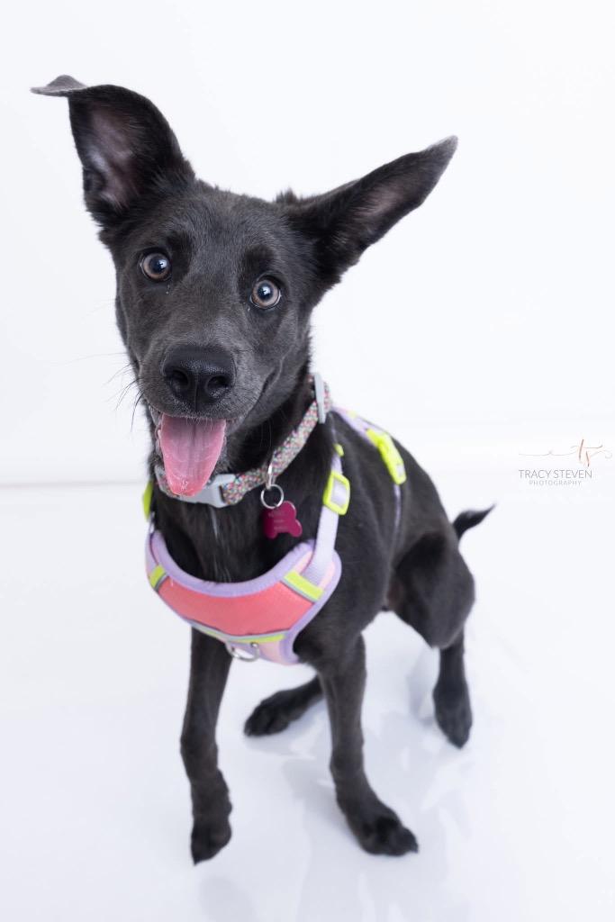 Hope, a Adoptable mixed breed in CONROE, TX image 5/6