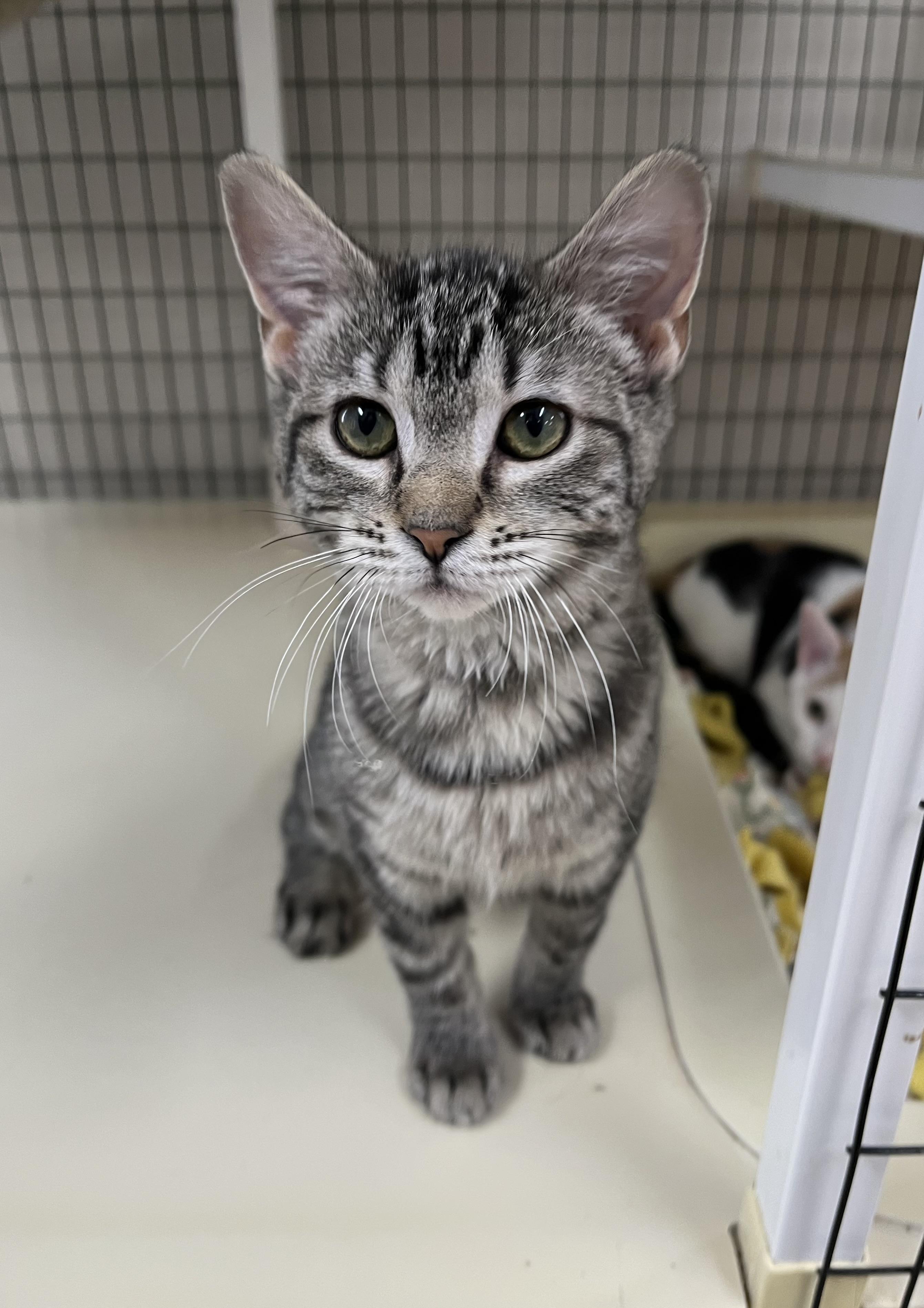 Sasha , adopted, Kitten Female Domestic Short Hair.