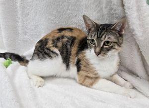 Enlarge Sunshine, a ADOPTABLE Domestic Short Hair in Bucyrus, OH image 1/3
