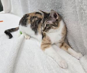 Enlarge Sunshine, a ADOPTABLE Domestic Short Hair in Bucyrus, OH image 3/3