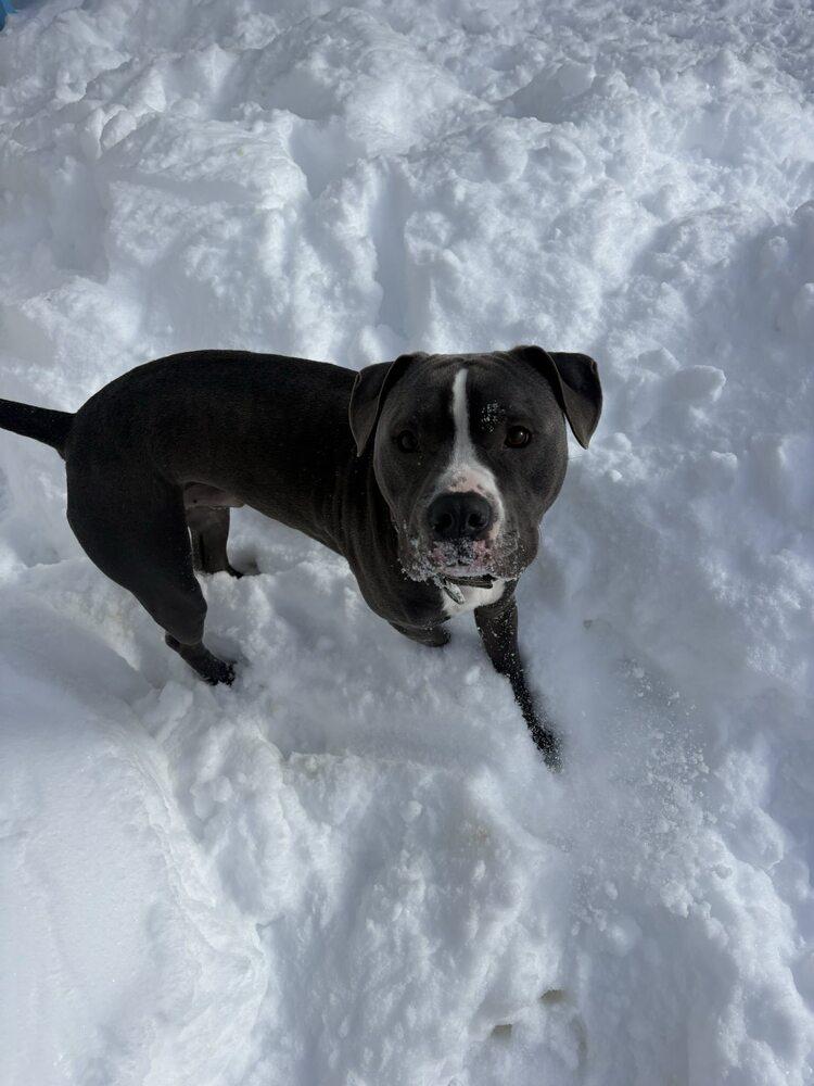 Enlarge Augustus*, a Adoptable mixed breed in Trenton, ME image 1/4