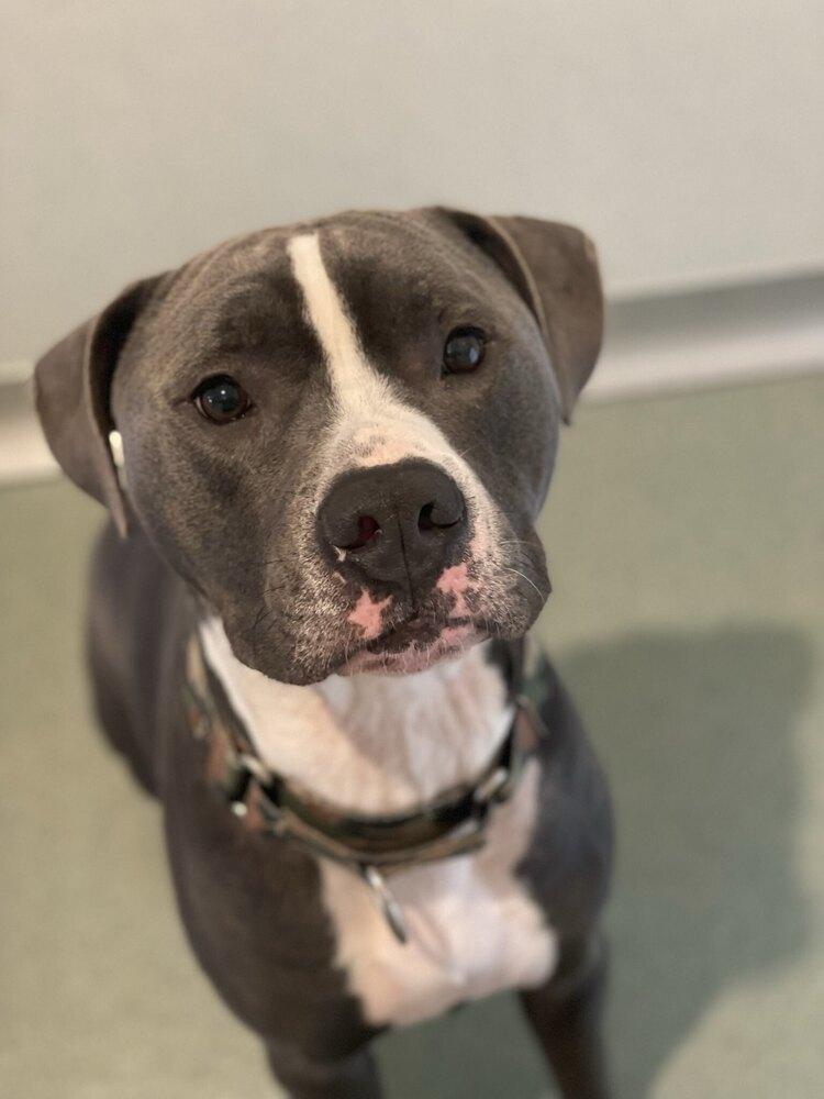Enlarge Augustus*, a Adoptable mixed breed in Trenton, ME image 2/4