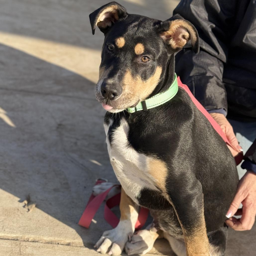 Peanut, Adoptable, Puppy Male Appenzell Mountain Dog & Mixed Breed.
