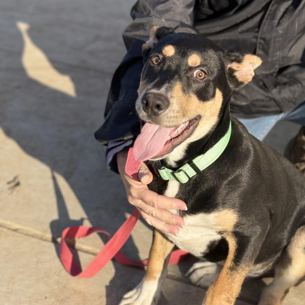 Enlarge Peanut, a Adoptable mixed breed in Fresno, CA image 2/6