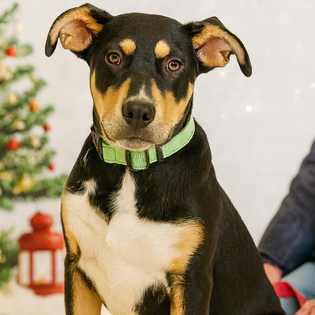 Enlarge Peanut, a Adoptable mixed breed in Fresno, CA image 3/6