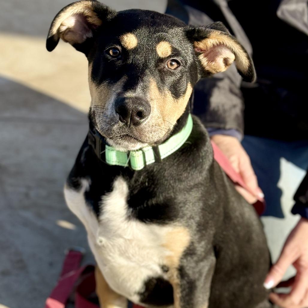 Enlarge Peanut, a Adoptable mixed breed in Fresno, CA image 4/6