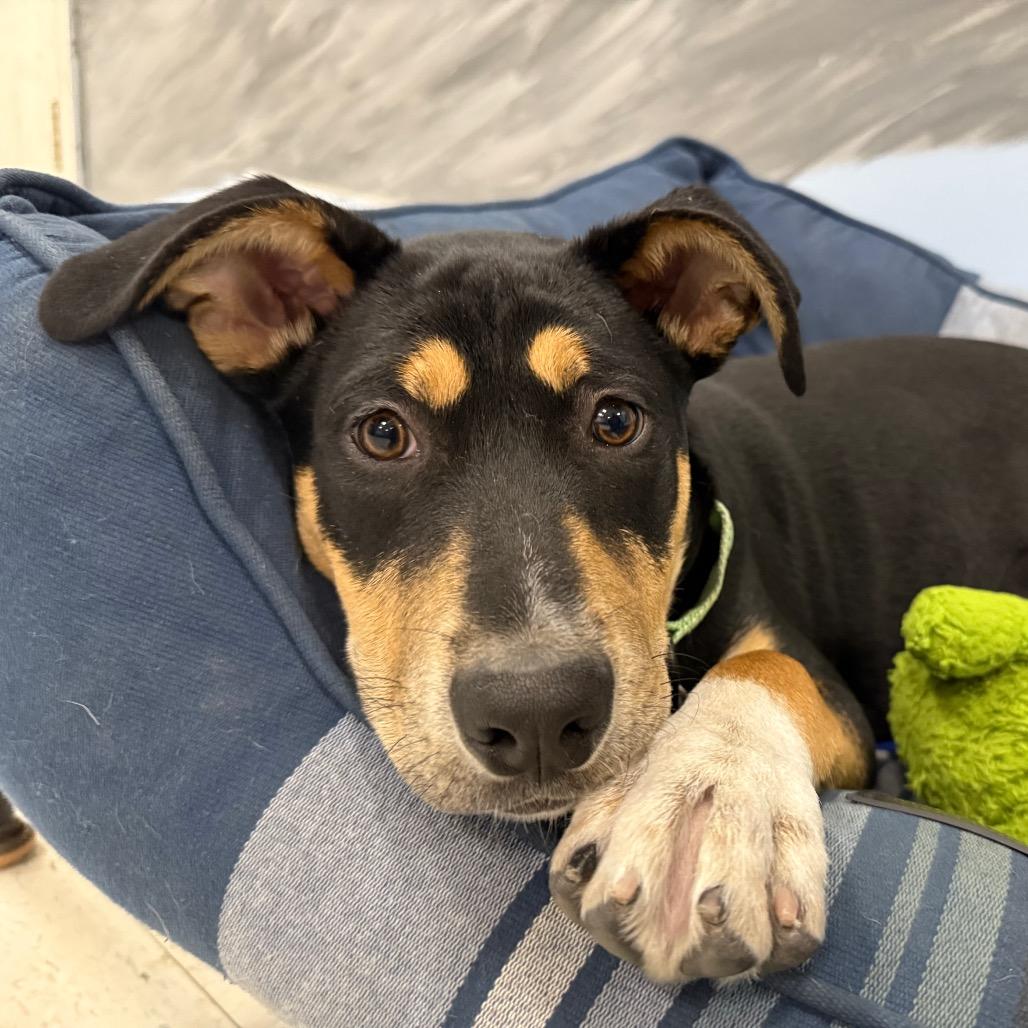 Enlarge Peanut, a Adoptable mixed breed in Fresno, CA image 5/6