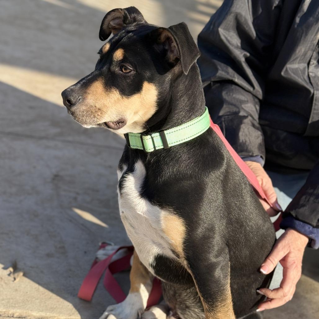 Enlarge Peanut, a Adoptable mixed breed in Fresno, CA image 6/6