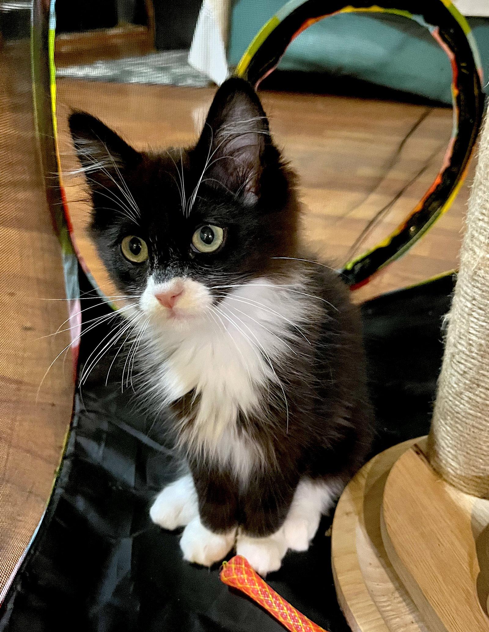 HAN SOLO - Bonded with Chewbacca, Adopted, Kitten Male Domestic Medium Hair.