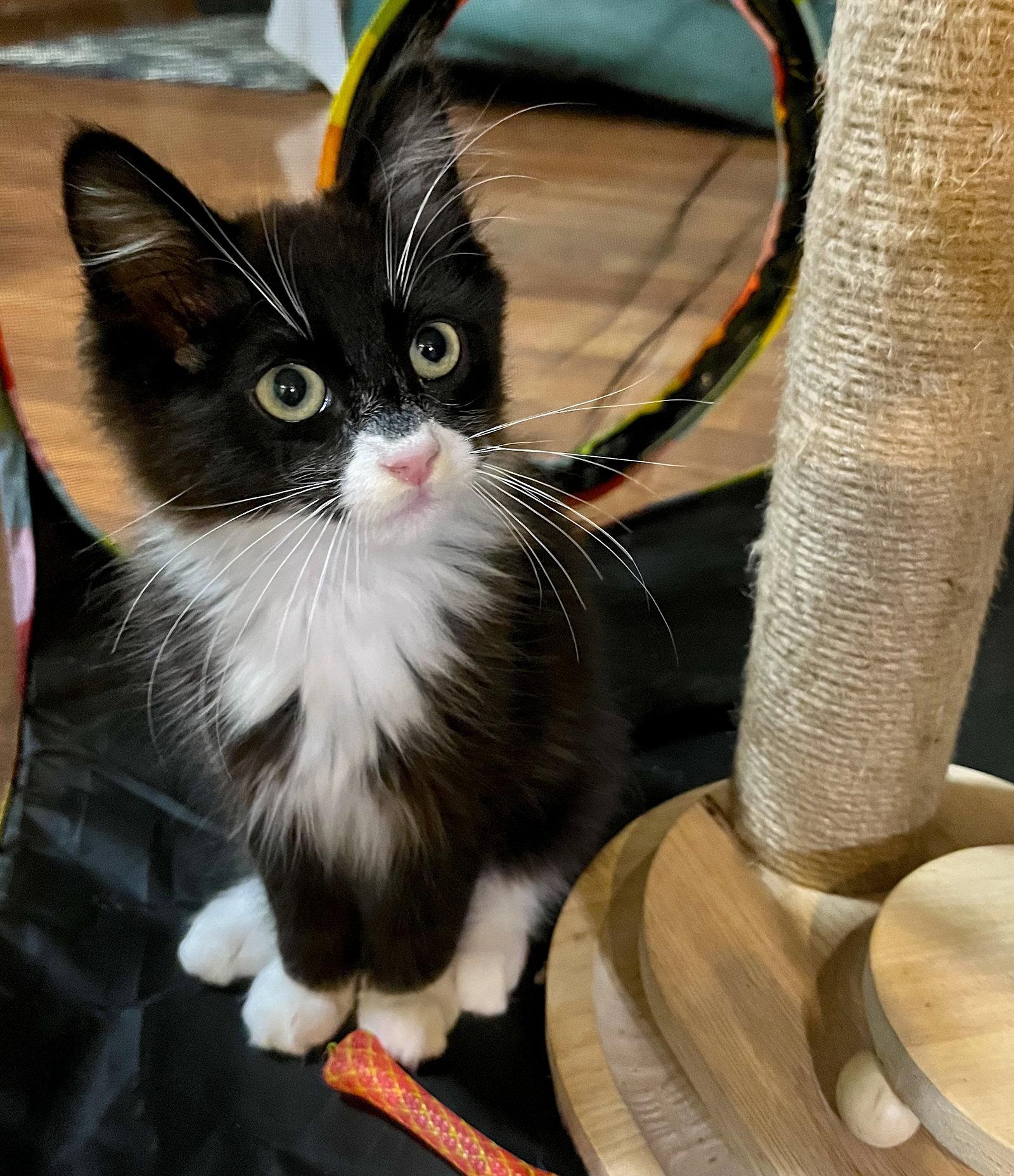 Enlarge HAN SOLO - Bonded with Chewbacca, a Adopted Domestic Medium Hair in Fremont, CA image 2/3