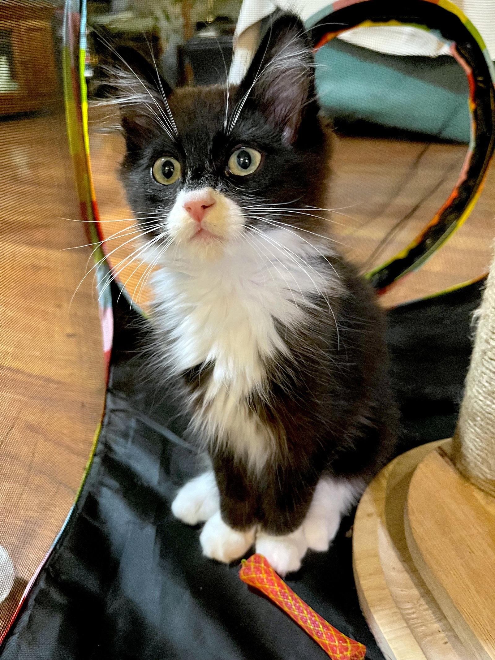 Enlarge HAN SOLO - Bonded with Chewbacca, a Adopted Domestic Medium Hair in Fremont, CA image 3/3