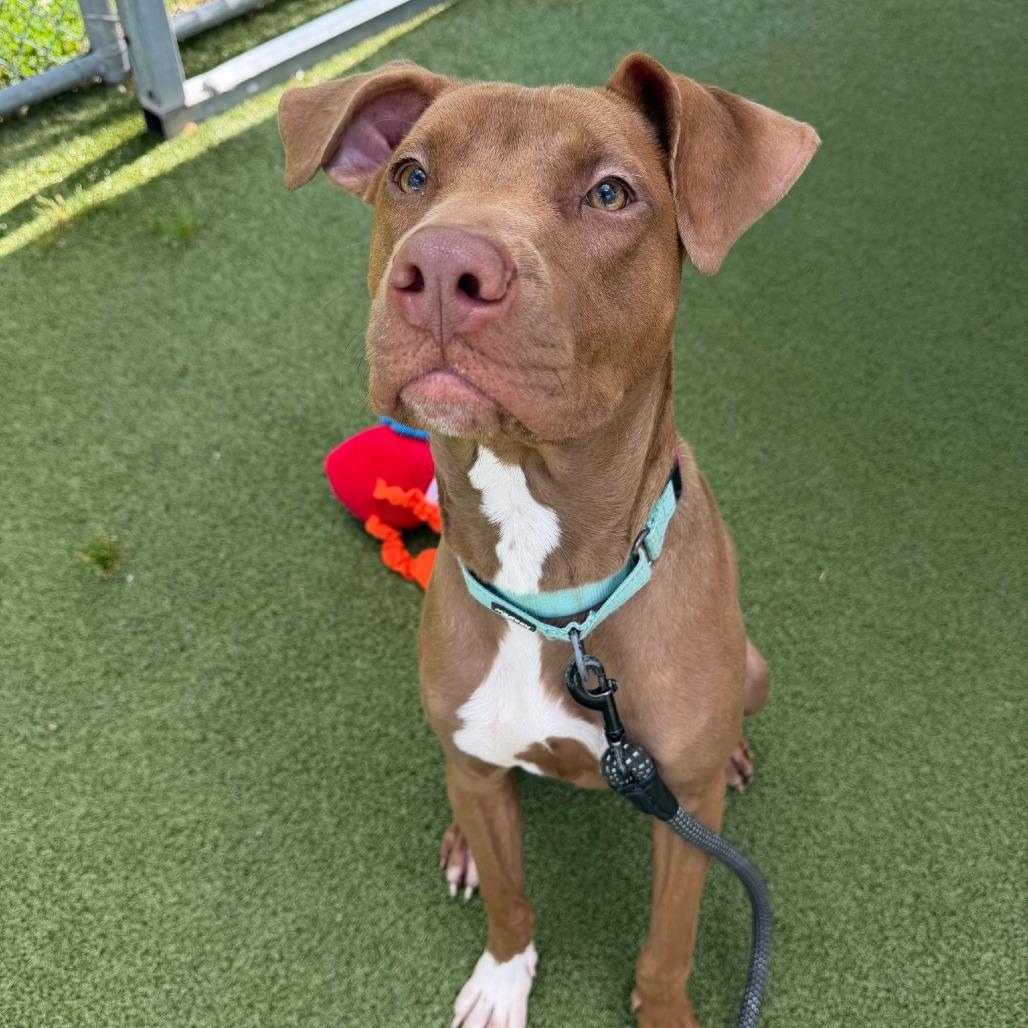 Noodle, Adoptable, Young Male Pit Bull Terrier & Mixed Breed.