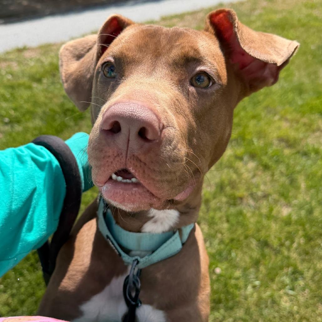 Noodle, a Adoptable mixed breed in Concord, NC image 2/6