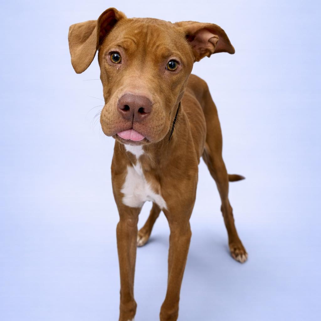 Noodle, a Adoptable mixed breed in Concord, NC image 3/6