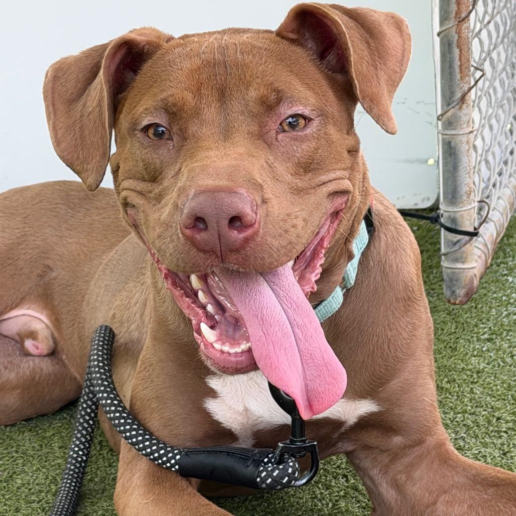 Noodle, a Adoptable mixed breed in Concord, NC image 4/6