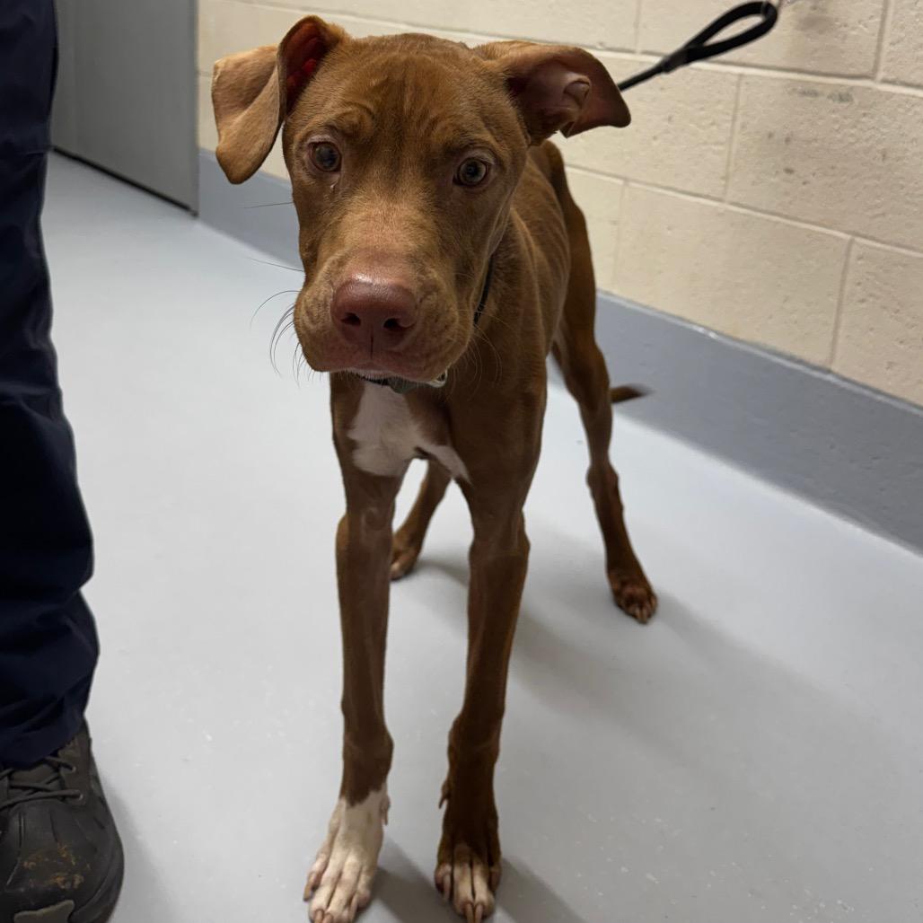 Noodle, a Adoptable mixed breed in Concord, NC image 5/6
