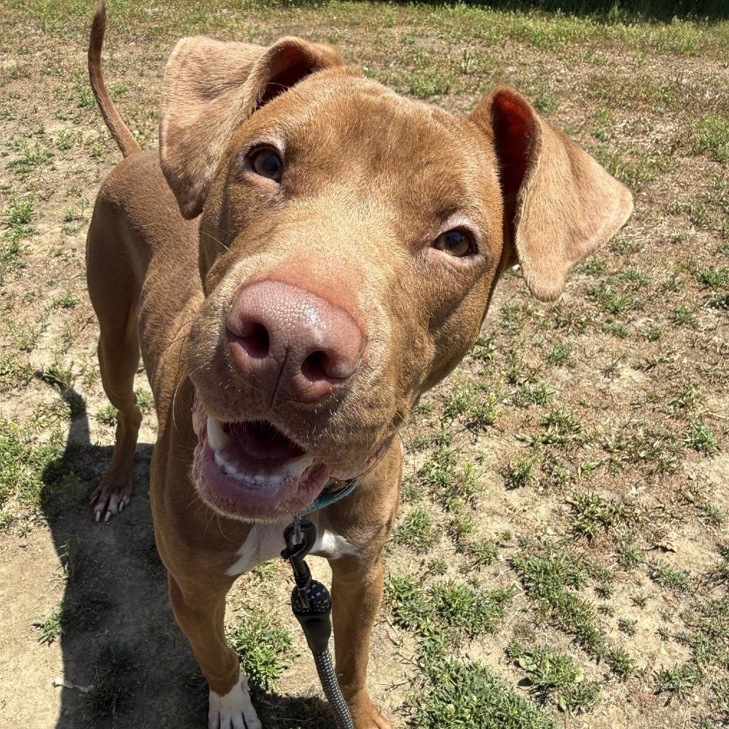 Noodle, a Adoptable mixed breed in Concord, NC image 6/6