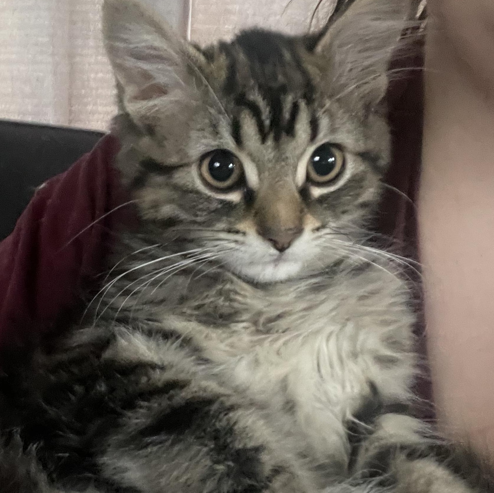 Enlarge Nettle, an adopted Domestic Medium Hair in Brantford, ON image 2/2