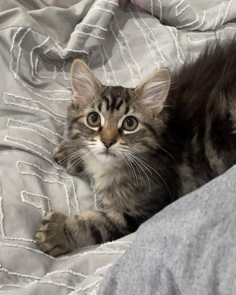 Nettle, adopted, Kitten Female Domestic Medium Hair.