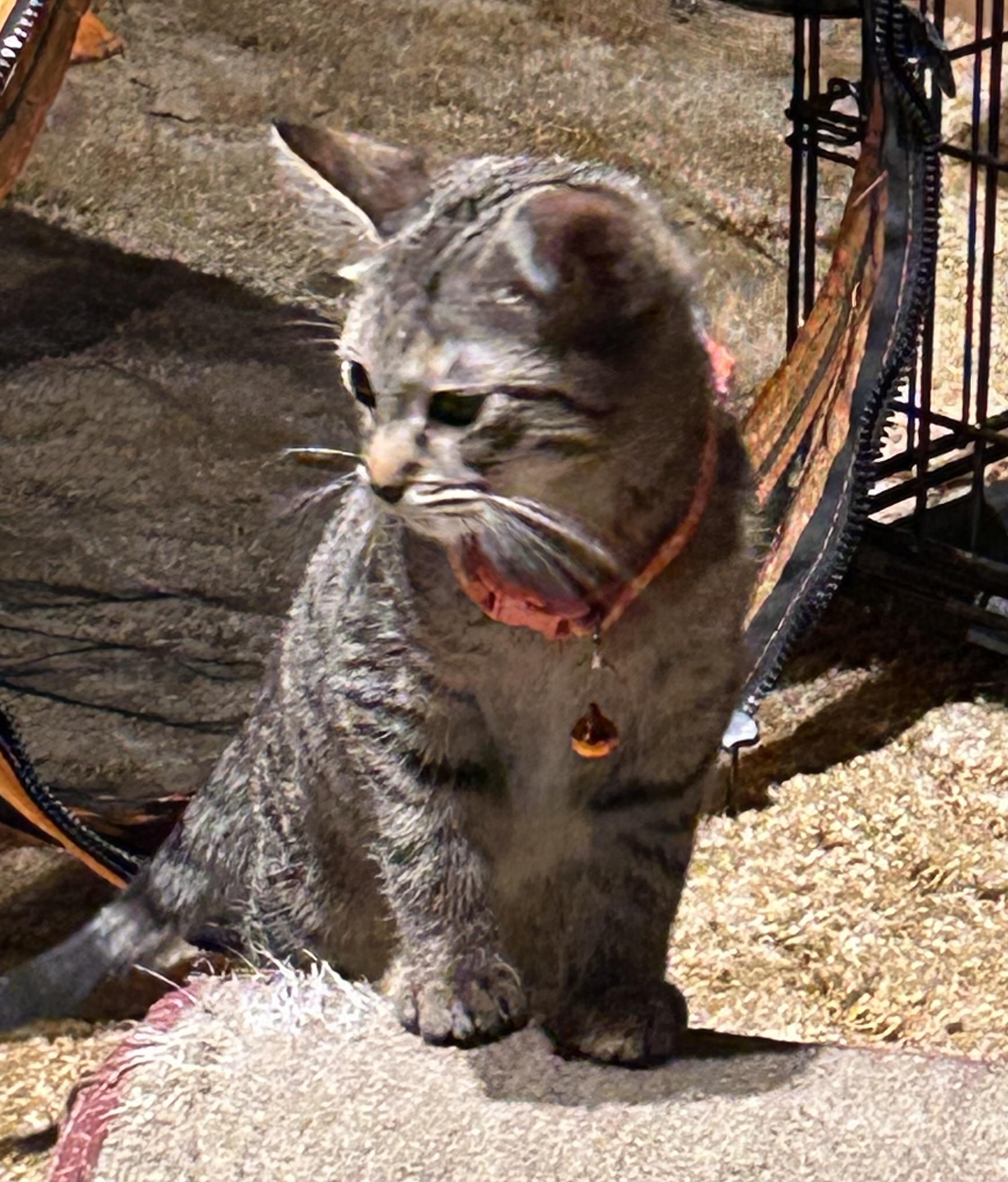 Lyra, an adoptable Tabby in Pierre, SD, 57501 | Photo Image 1