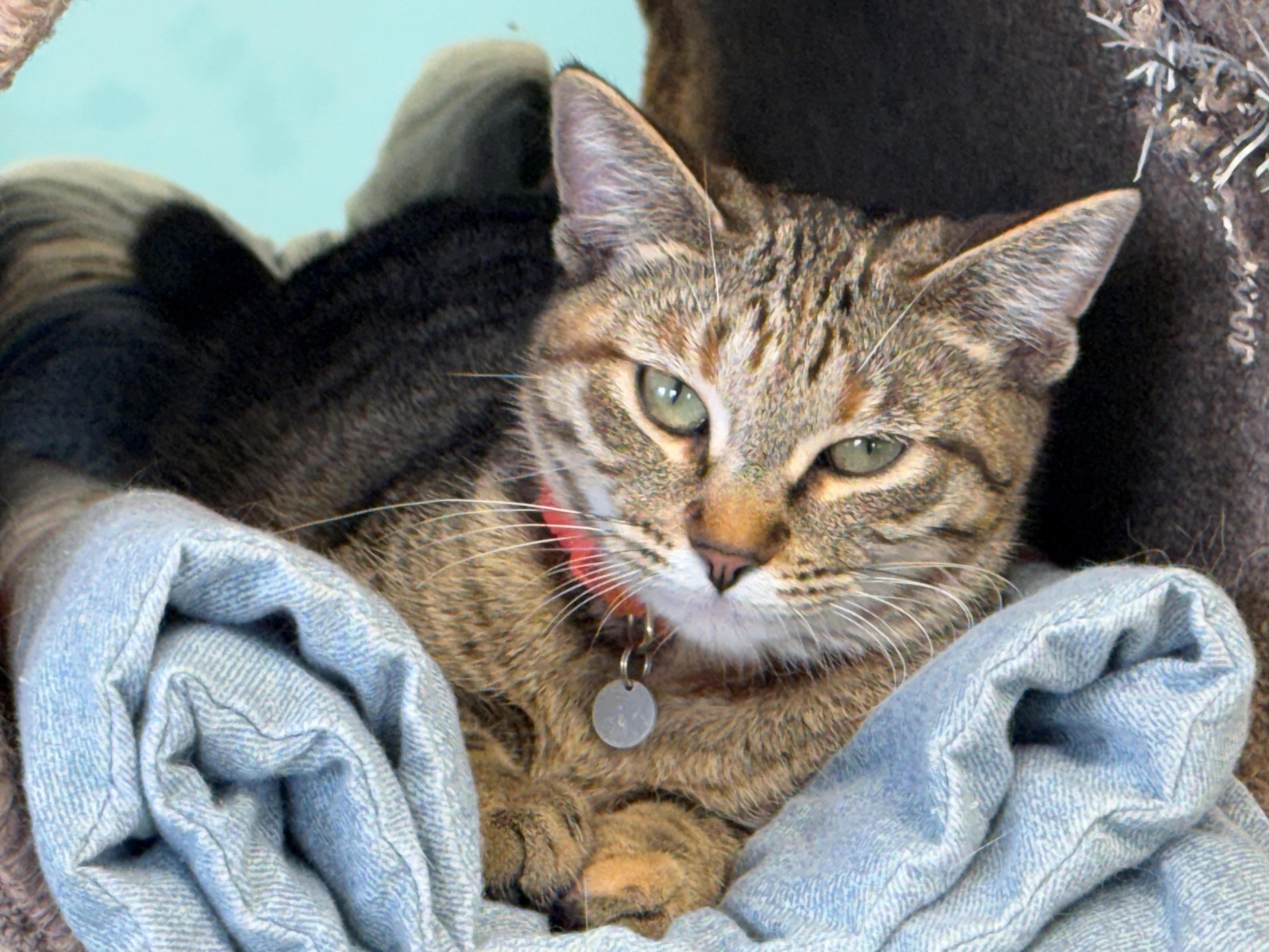 Lyra, Adoptable, Kitten Female Tabby.