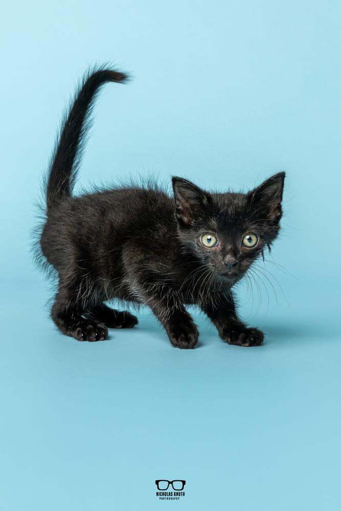 Enlarge Chili, a Adoptable Domestic Short Hair in Palatine, IL image 2/6