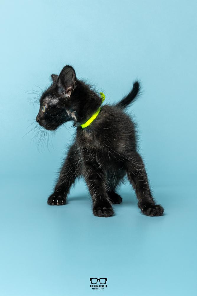 Enlarge Chili, a Adoptable Domestic Short Hair in Palatine, IL image 6/6