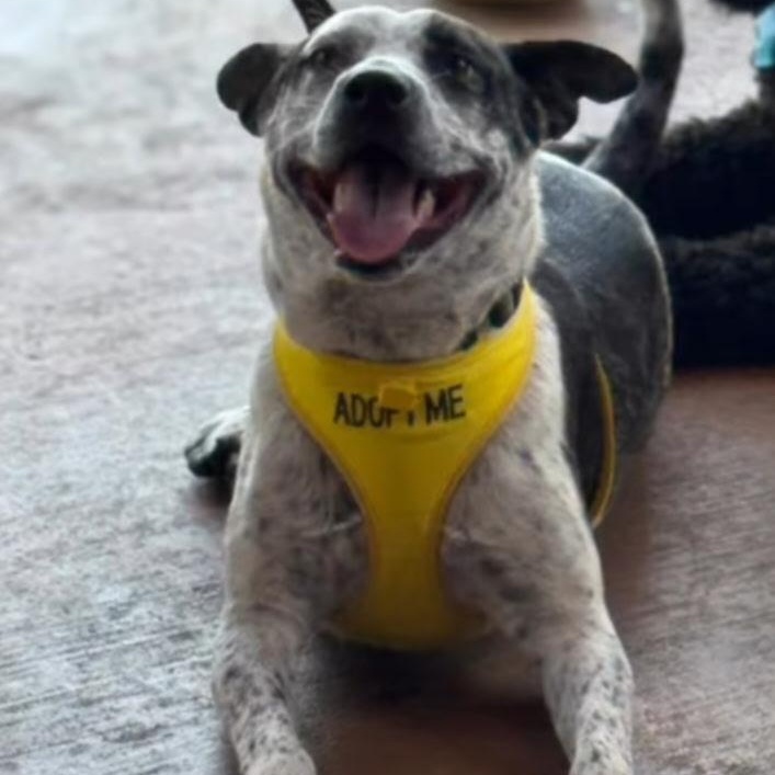 Bandit, an adoptable Australian Cattle Dog / Blue Heeler in Calumet, MI, 49913 | Photo Image 1