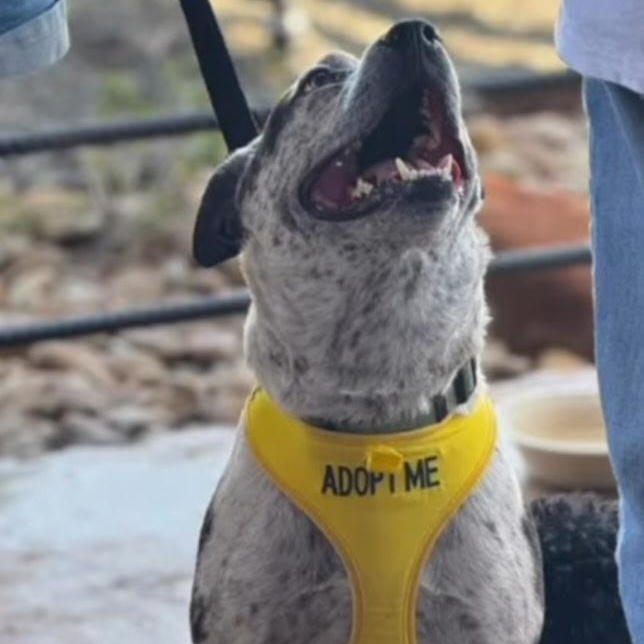 Bandit, an adoptable Australian Cattle Dog / Blue Heeler in Calumet, MI, 49913 | Photo Image 2